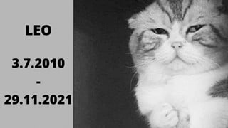 Đau lòng chú mèo tạo ra meme 'Đau Ở Đây Này' qua đời do tuổi cao