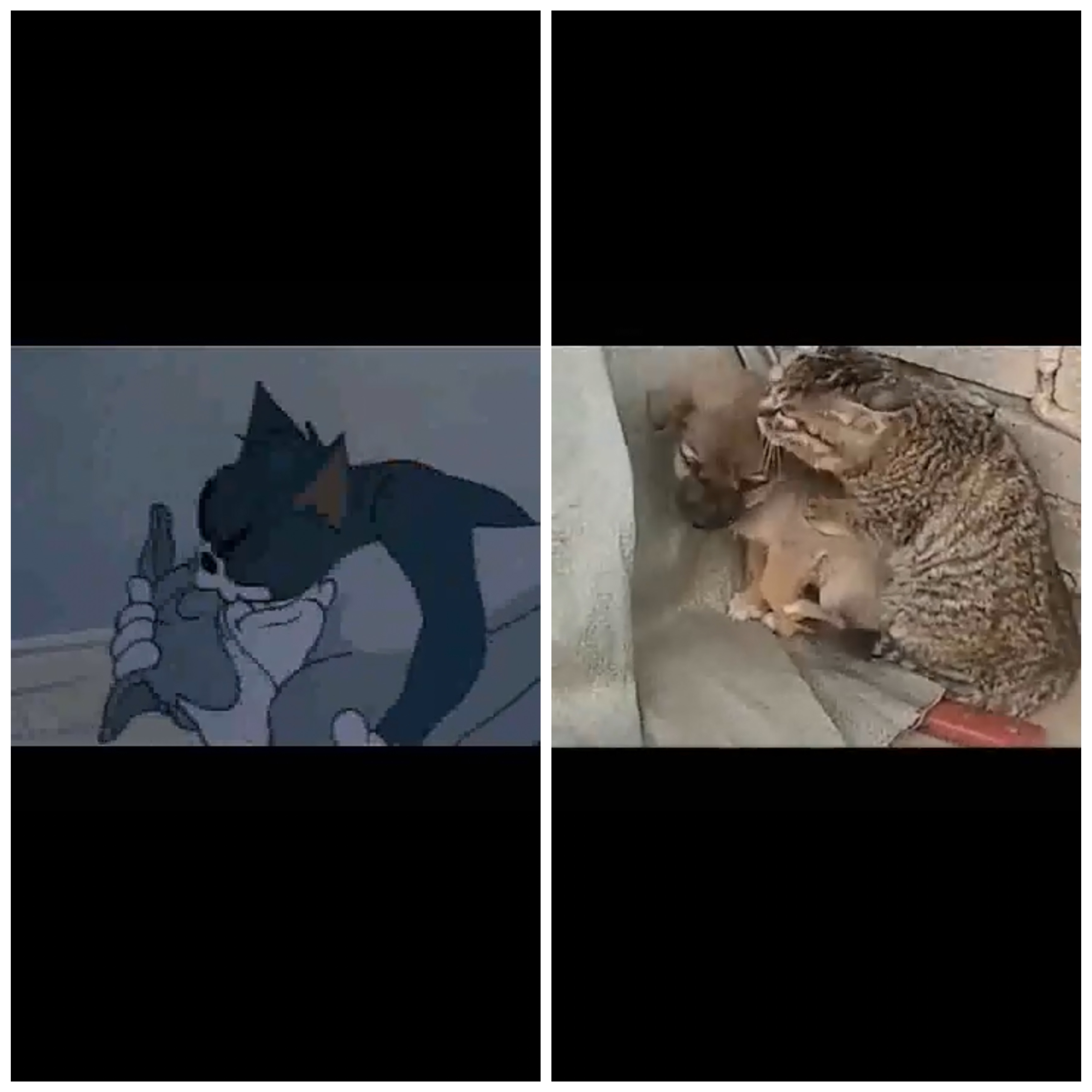 Cười nghiêng ngả trước Tom và Jerry phiên bản đời thực cực hài hước