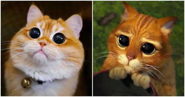 Tan chảy trước loạt ảnh đáng yêu của chú mèo Đi-hia phiên bản ngoài đời thực