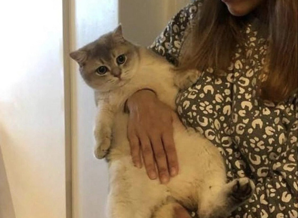 Bất ngờ với bức hình gây lú về chú mèo khiến cộng đồng mạng tranh cãi dữ dội