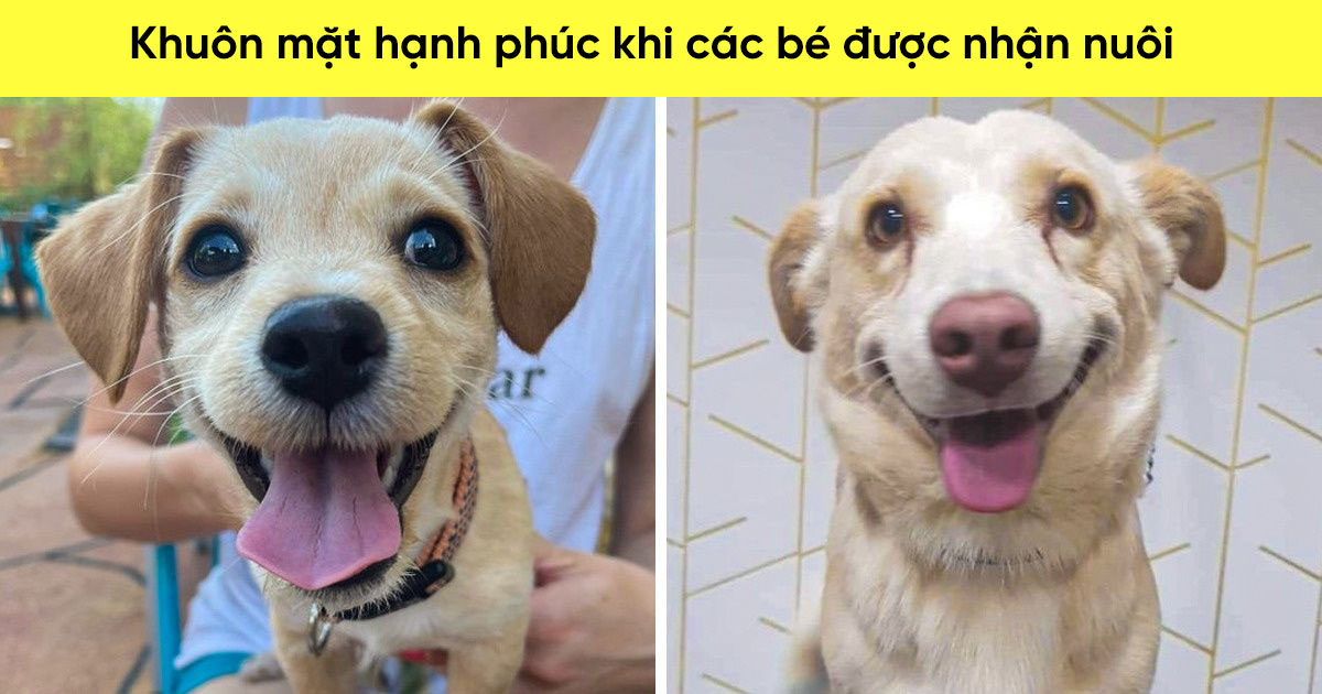 21 bé cưng trở nên sinh đẹp khi được đón nhận bởi tình yêu thương của gia đình