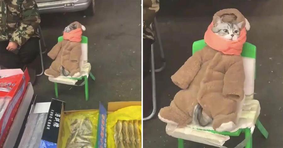ĐI bán cá cùng sen, chú mèo được yêu thương quấn cho bộ áo ấm trẻ em ấm ấp mà cũng vô cùng dễ thương