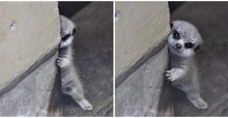 Loạt ảnh gia đình nhà cầy siêu đáng yêu khiến MXH tan chảy, đặc biệt là biểu cảm e ngại của cầy con