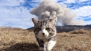 Mèo gây ra hơn 100 vụ cháy nhà ở Seoul trong 3 năm