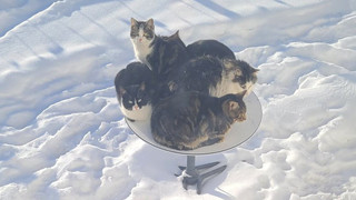 Chảo vệ tinh Starlink của Elon Musk trở thành nơi sưởi ấm lý tưởng cho các boss mèo giữa trời  đông lạnh giá