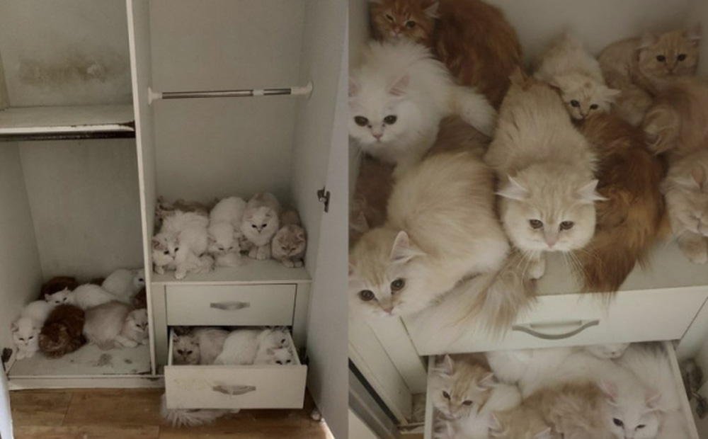 Đến kiểm tra và đòi tiền thuê nhà - Chủ nhà bất ngờ khi người thuê bỏ trốn để lại hơn 30 con mèo