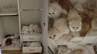 Đến kiểm tra và đòi tiền thuê nhà - Chủ nhà bất ngờ khi người thuê bỏ trốn để lại hơn 30 con mèo