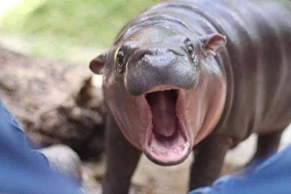 Chú hà mã "nhi đồng" giận dỗi vì không được ăn đúng giờ khiến cư dân mạng cười như được mùa