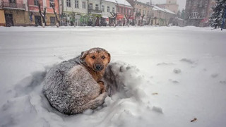Bé gái đi lạc giữa trời tuyết sống sốt nhờ ôm chặt lấy chú chó hoang trong 18 tiếng