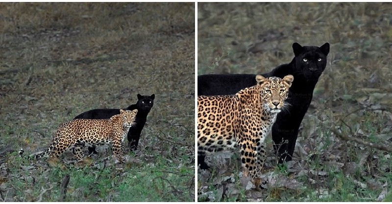 Khoảnh khắc đẹp của thiên nhiên khi Báo đốm hoa và báo đen trong như hình với bóng