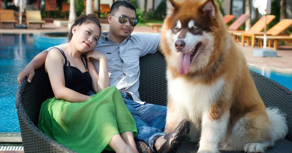 Thấy chủ bị vợ đánh, chú chó Alaska lập tức lao ra bênh vực