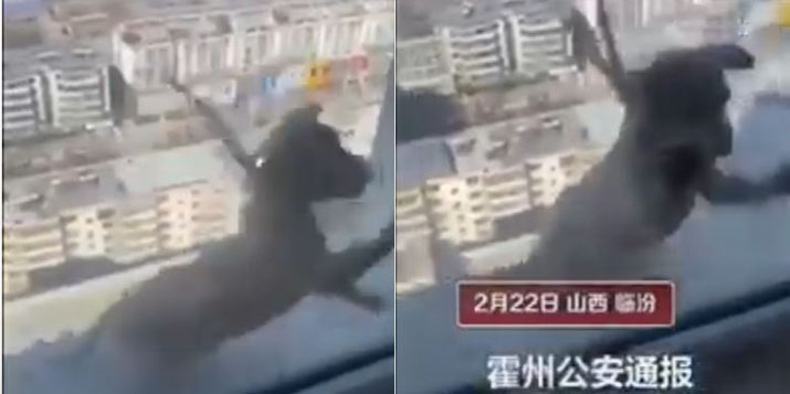 Học sinh Trung Quốc ngược đãi rồi ném một chú chó từ trên tầng cao xuống
