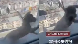 Học sinh Trung Quốc ngược đãi rồi ném một chú chó từ trên tầng cao xuống