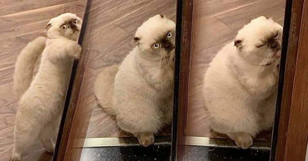 Cười ra nước mắt với chú mèo quậy phá nhưng vẫn thể hiện gương mặt thách thức chủ của mình