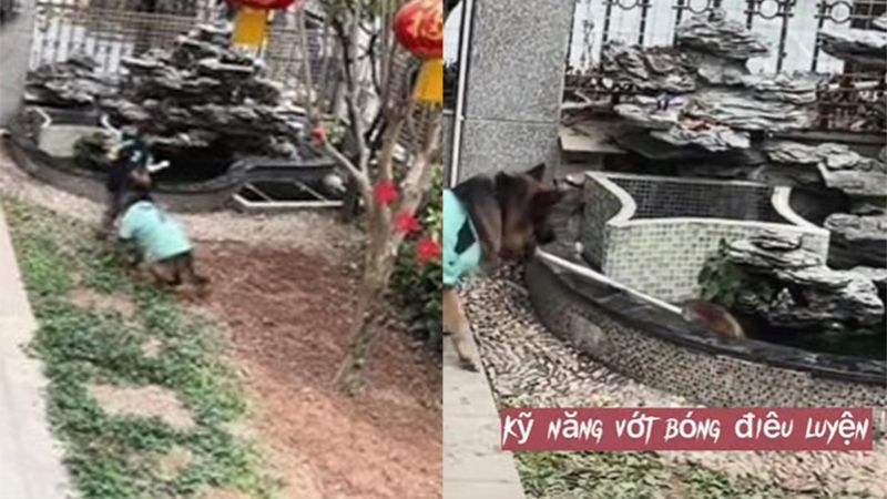 Chú chó thông minh thấy cậu chủ nhỏ nhoài người xuống hồ nhặt bóng thì liền có pha xử lý khiến ai cũng khen ngợi