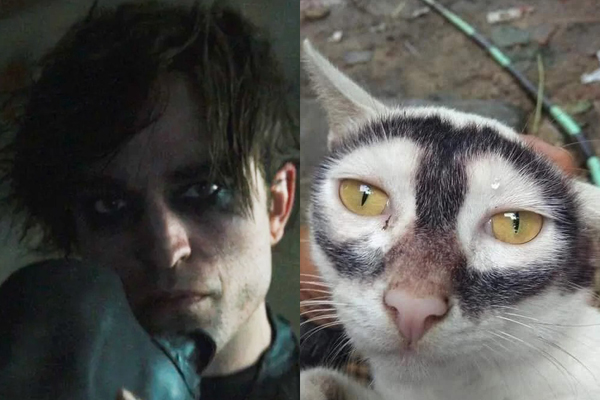 Cư dân mạng phát hiện chú mèo cosplay thành Batman không thua gì bản gốc