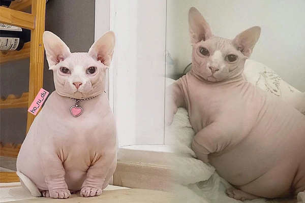 Cư dân mạng phát cuồng với hình ảnh chú mèo không lông nhưng lại không tránh khỏi "ngải heo" nhập