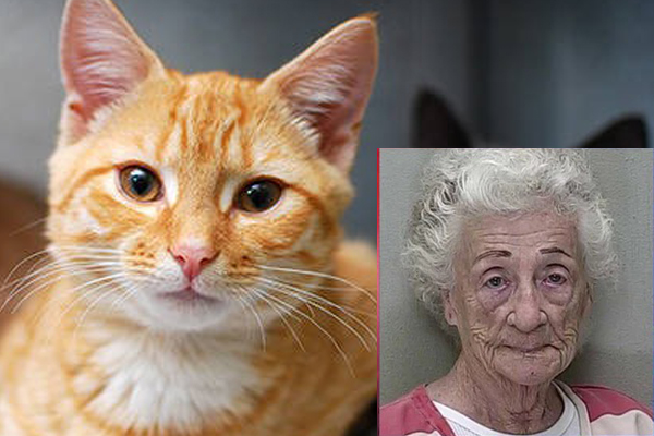 Sốc với sự việc cụ bà 83 tuổi huấn luyện 65 con mèo để đi trộm đồ vật nhà hàng xóm