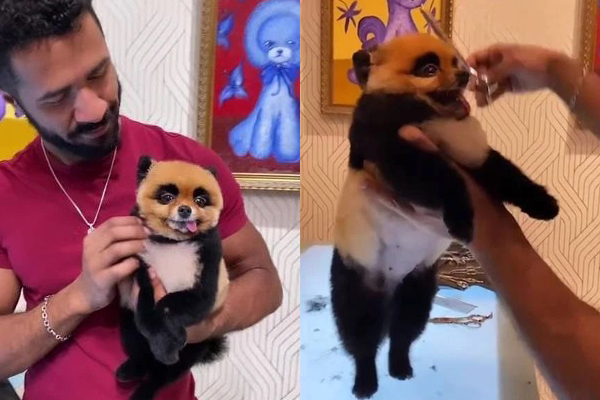 Hóa thân chú chó Phốc thành gấu trúc siêu xinh, nam TikTok-er nhận mưa lời khen từ cư dân mạng