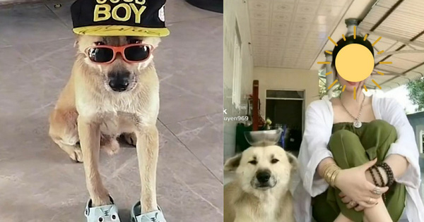 Củ Tỏi - chú chó nổi tiếng trên TikTok bị kẻ trộm bắt đi trong đêm khiến cộng đồng lo lắng