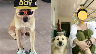 Củ Tỏi - chú chó nổi tiếng trên TikTok bị kẻ trộm bắt đi trong đêm khiến cộng đồng lo lắng