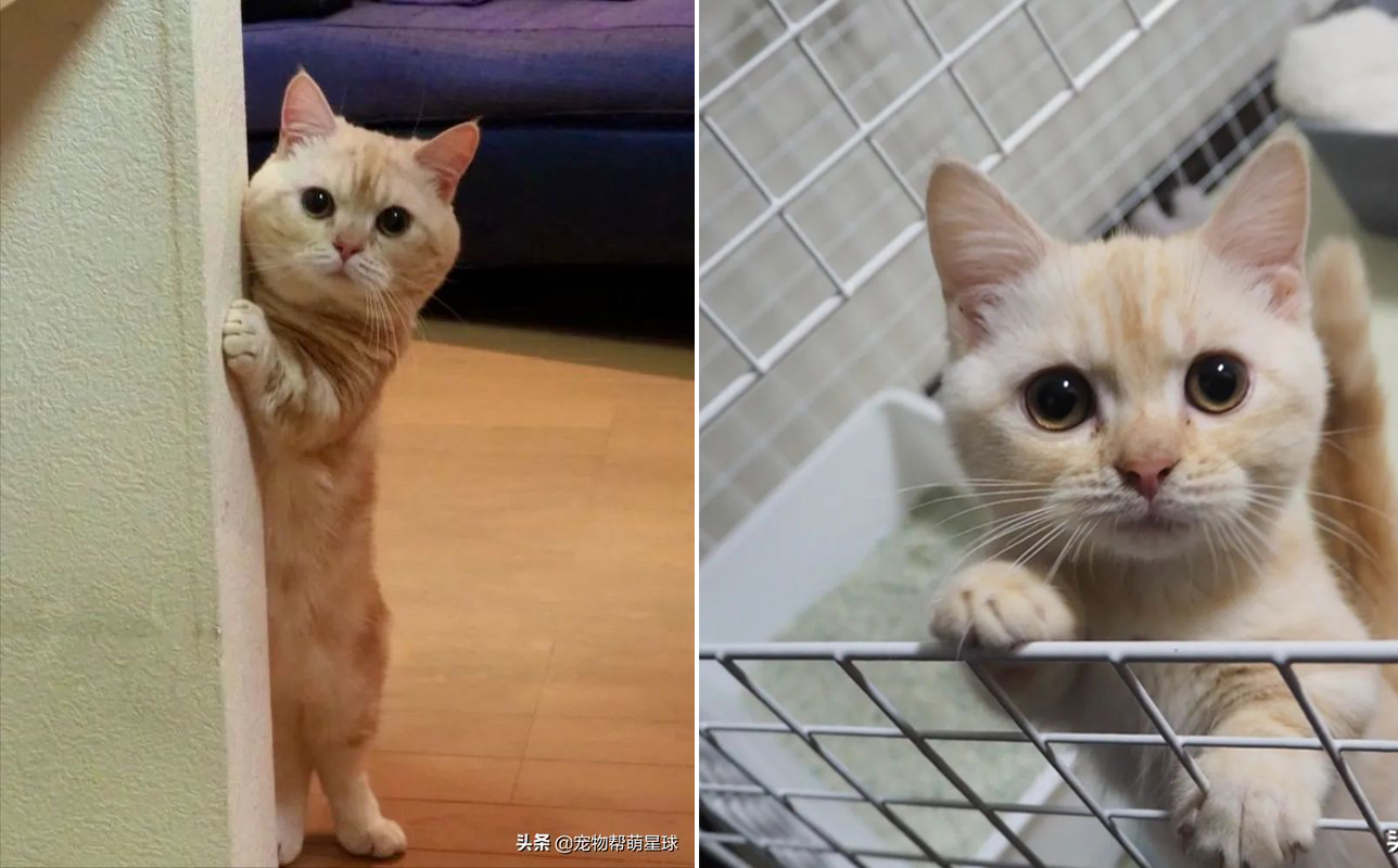 Thấy sen con đang buồn, bé mèo liền có hành động an ủi khiến con dân cảm thấy ấm lòng