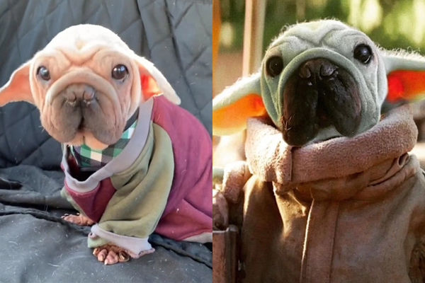 Thoát khỏi trại thịt chó, chú chó bé nhỏ trở nên nổi tiếng nhờ vào ngoại hình đặc biệt của mình