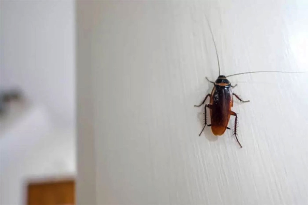 Biến đổi khí hậu giúp 'đế chế' gián ngày càng tiến hoá và lớn mạnh hơn