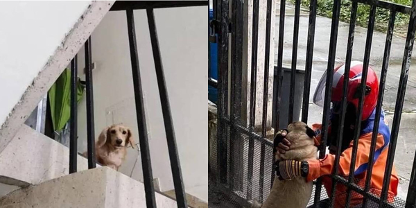 Đi giao hàng, anh shipper chợt tìm thấy thú cưng sau 5 năm thất lạc