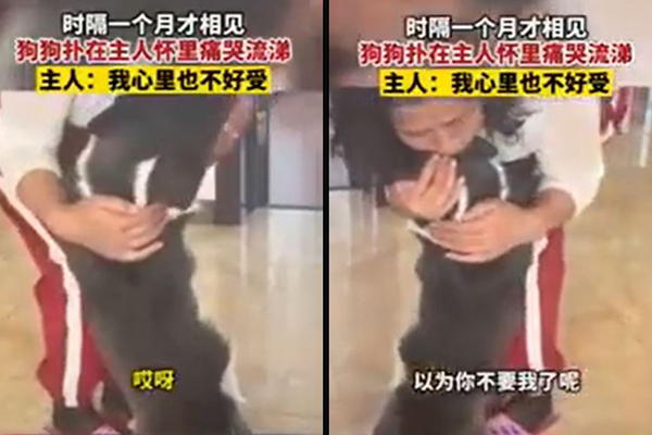 Cộng đồng mạng xót xa với chú chó gào khóc khi xa chủ mình suốt một tháng trời