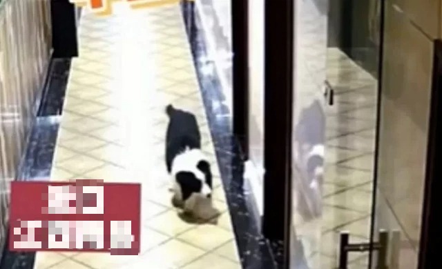 Cộng đồng mạng thán phục chú chó có thể phục vụ quán net như nhân viên thứ thiệt