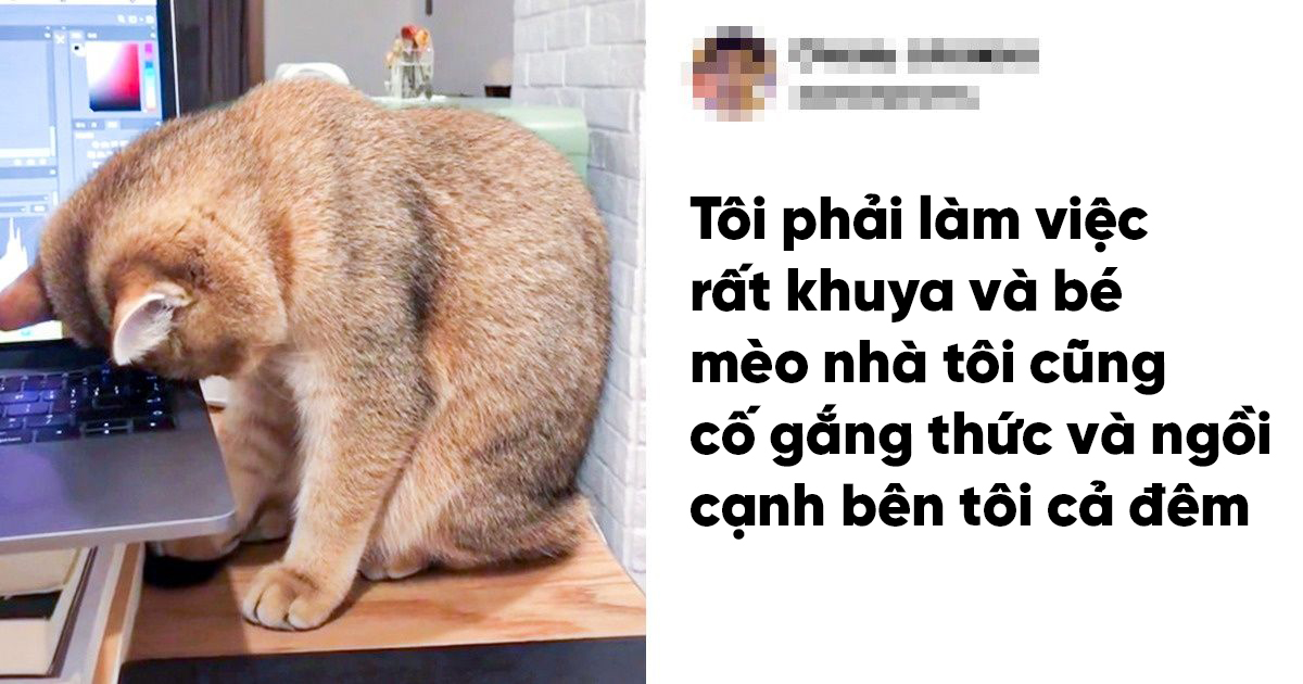 20 bé thú cưng dù im lặng nhưng lại có tấm lòng yêu thương sen vô bờ bến