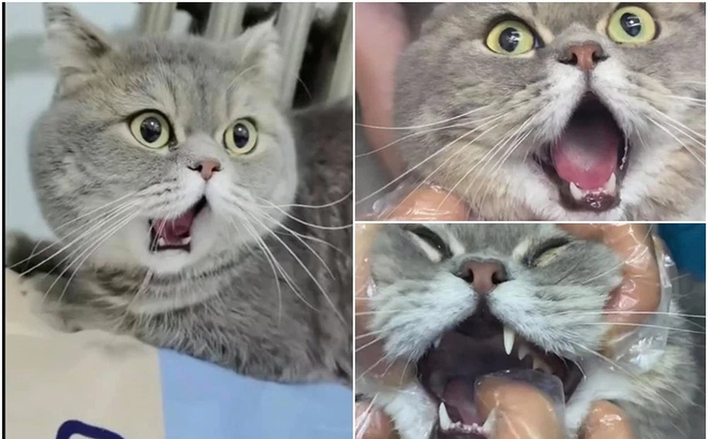 Chú mèo ngáp đến sái quai hàm khiến cộng đồng mạng cười ra nước mắt