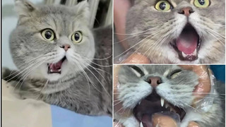 Chú mèo ngáp đến sái quai hàm khiến cộng đồng mạng cười ra nước mắt