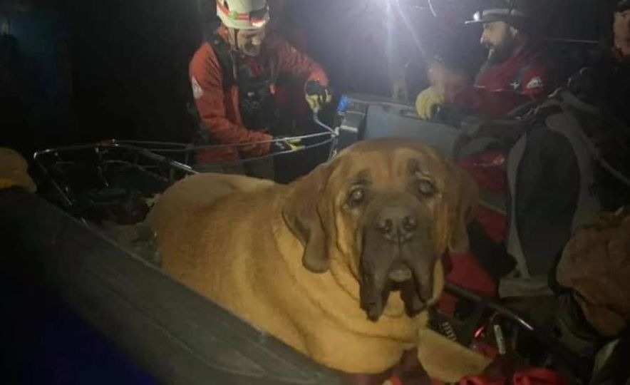 Chú chó nặng 86kg được chủ nhân gọi cả đội cứu hộ đưa xuống …