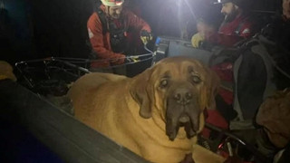 Chú chó nặng 86kg được chủ nhân gọi cả đội cứu hộ đưa xuống núi vì quá mệt