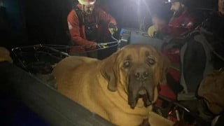 Chú chó nặng 86kg được chủ nhân gọi cả đội cứu hộ đưa xuống núi vì quá mệt