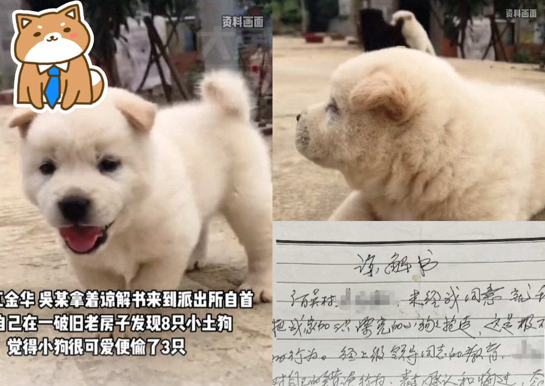 Kẻ trộm chó "quay xe" trả chó lại cho chủ vì thấy chúng quá dễ thương