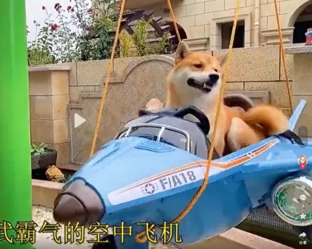 Chi hơn 1 tỷ đồng xây dựng biệt phủ cho thú cưng, nam thanh niên khiến cư dân mạng xôn xao