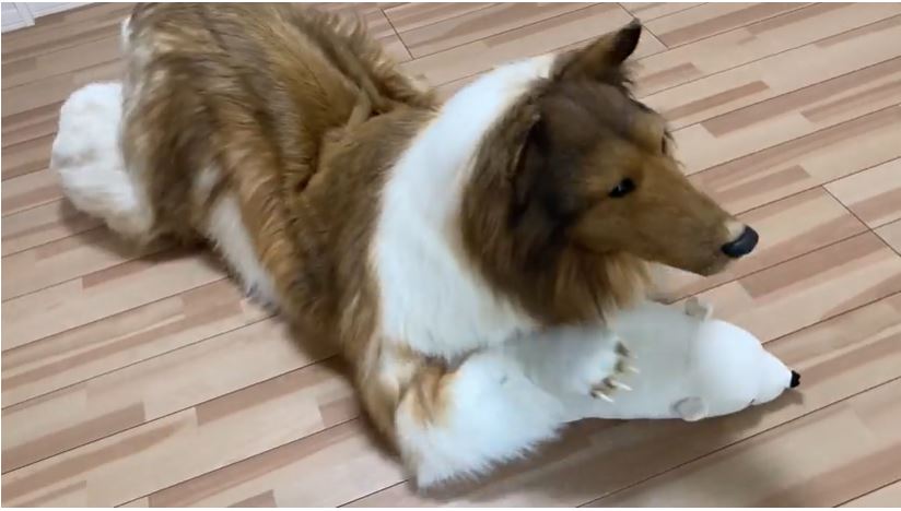 Kỳ lạ người đàn ông Nhật Bản muốn hóa trang và sống một cuộc sống như một chú chó