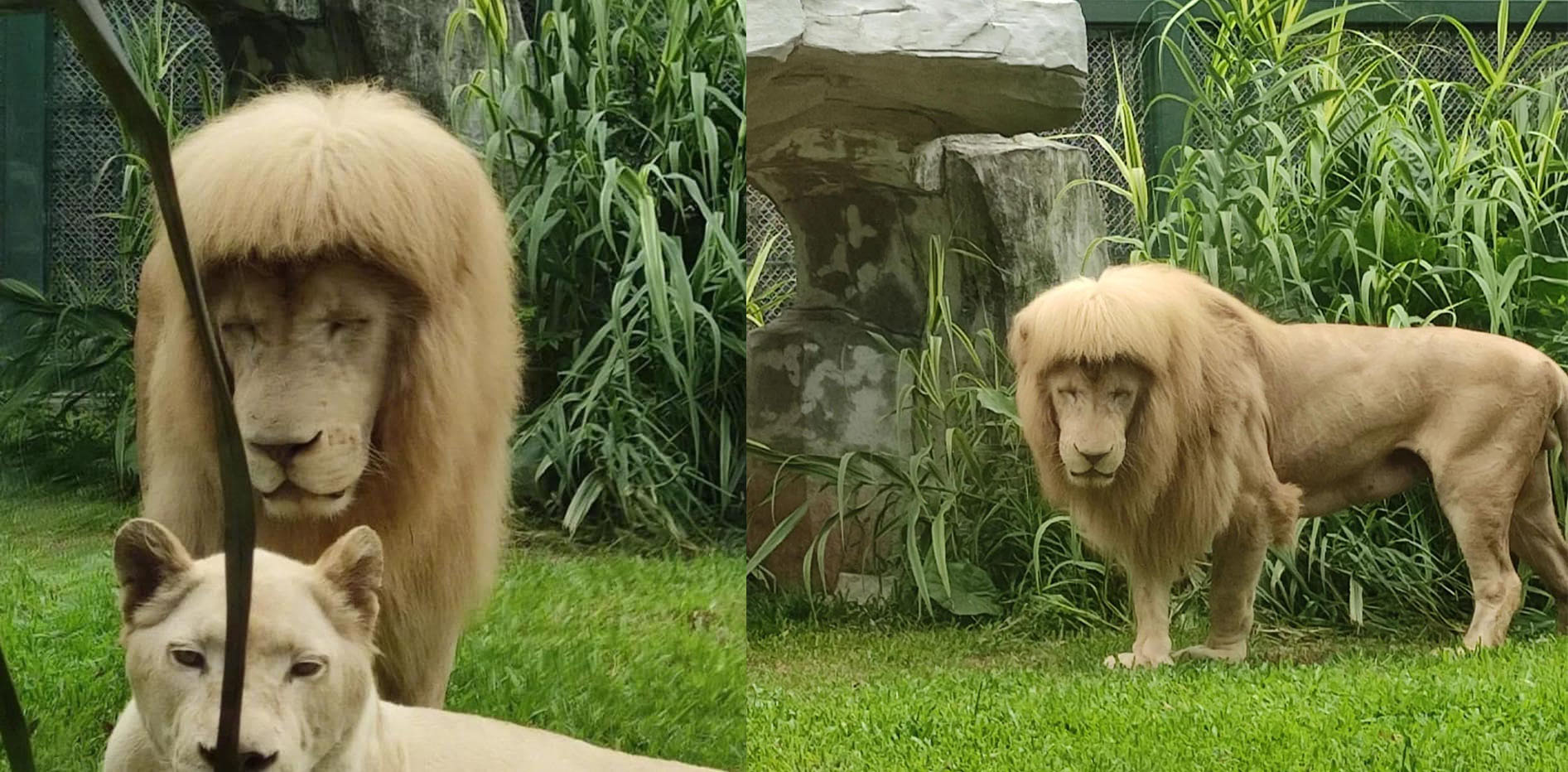 Cộng đồng mạng chê cười với bộ ảnh sư tử và quả đầu cắt moi làm cho sở thú Quảng Châu phải lên tiếng đính chính