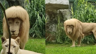 Cộng đồng mạng chê cười với bộ ảnh sư tử và quả đầu cắt moi làm cho sở thú Quảng Châu phải lên tiếng đính chính