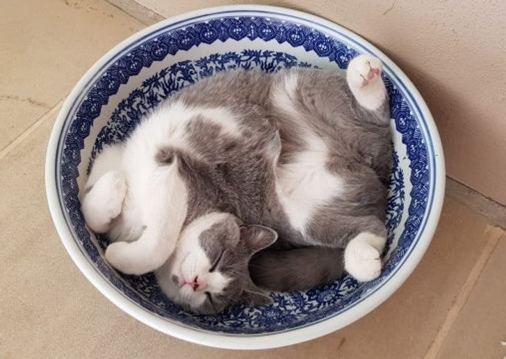 Tan chảy với 18 thú cưng thể hiện cảm xúc của mình mà không cần nói nên lời