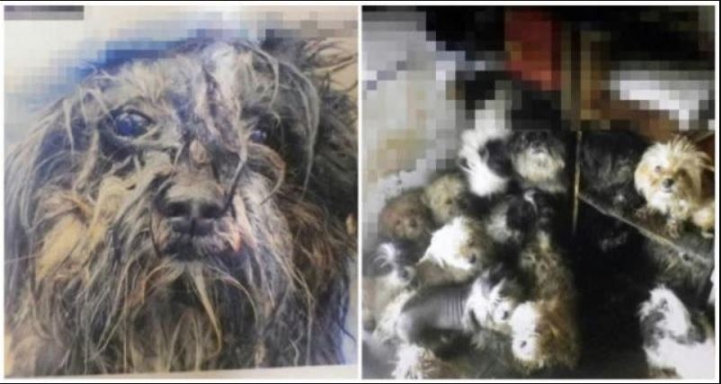 Người phụ nữ bị bắt giữ vì có hành vi ngược đãi 221 con chó trong nhà