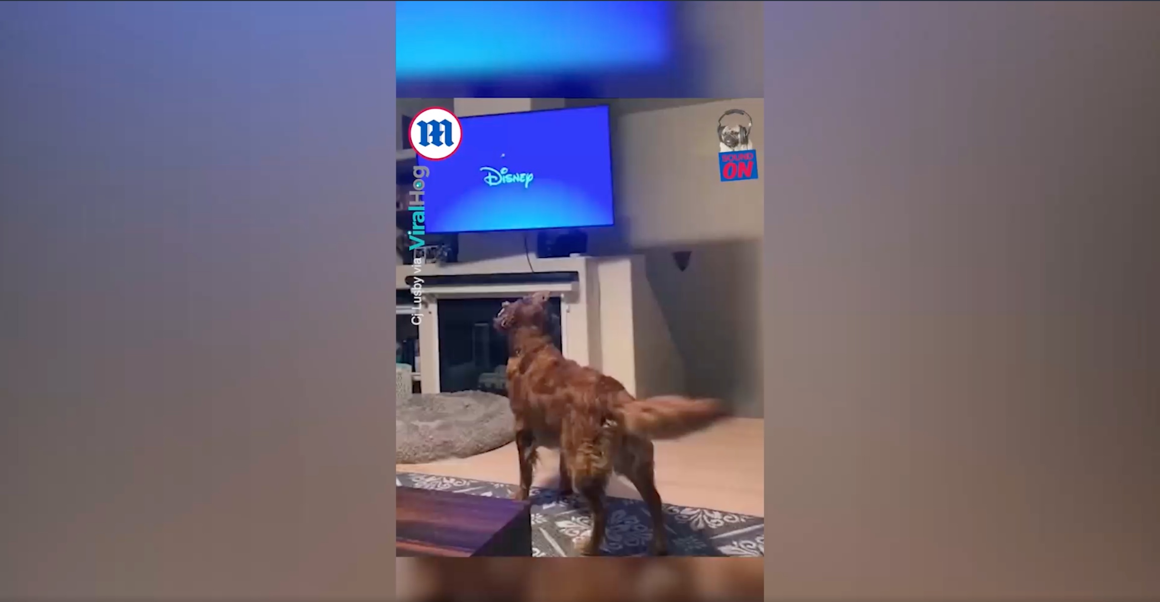 [Góc chuyện lạ có thật] Chú chó thích xem phim hoạt hình Disney