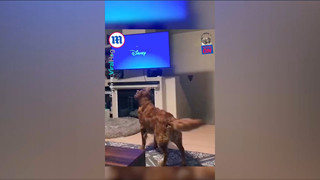 [Góc chuyện lạ có thật] Chú chó thích xem phim hoạt hình Disney