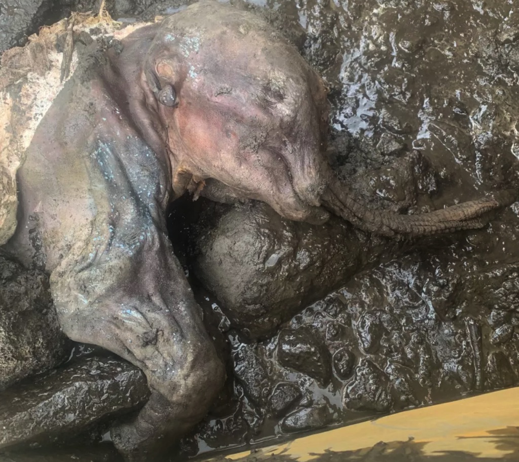 Xác voi ma mút 30.000 năm tuổi còn nguyên da và lông được tìm thấy tại một mỏ vàng Canada 