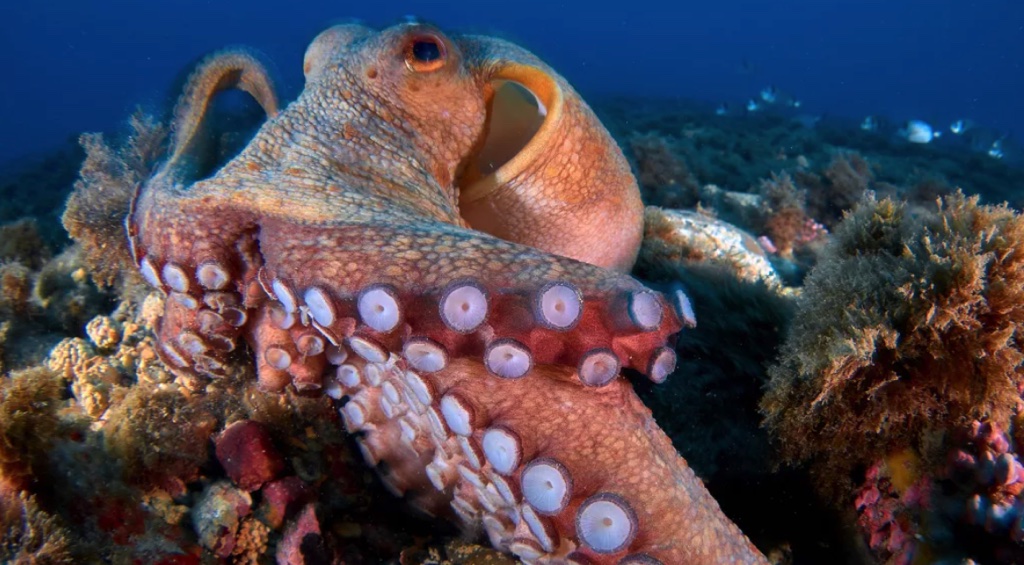 Bạch tuột thông minh đến mức kinh ngạc, khi chúng có chung gen trí tuệ với con người 