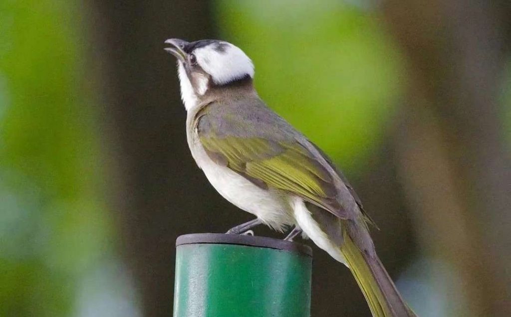 Một nhóm người có thể tự xác định được 84 loài thực vật và 79 loài chim chỉ vì bị cách ly Covid-19 quá lâu