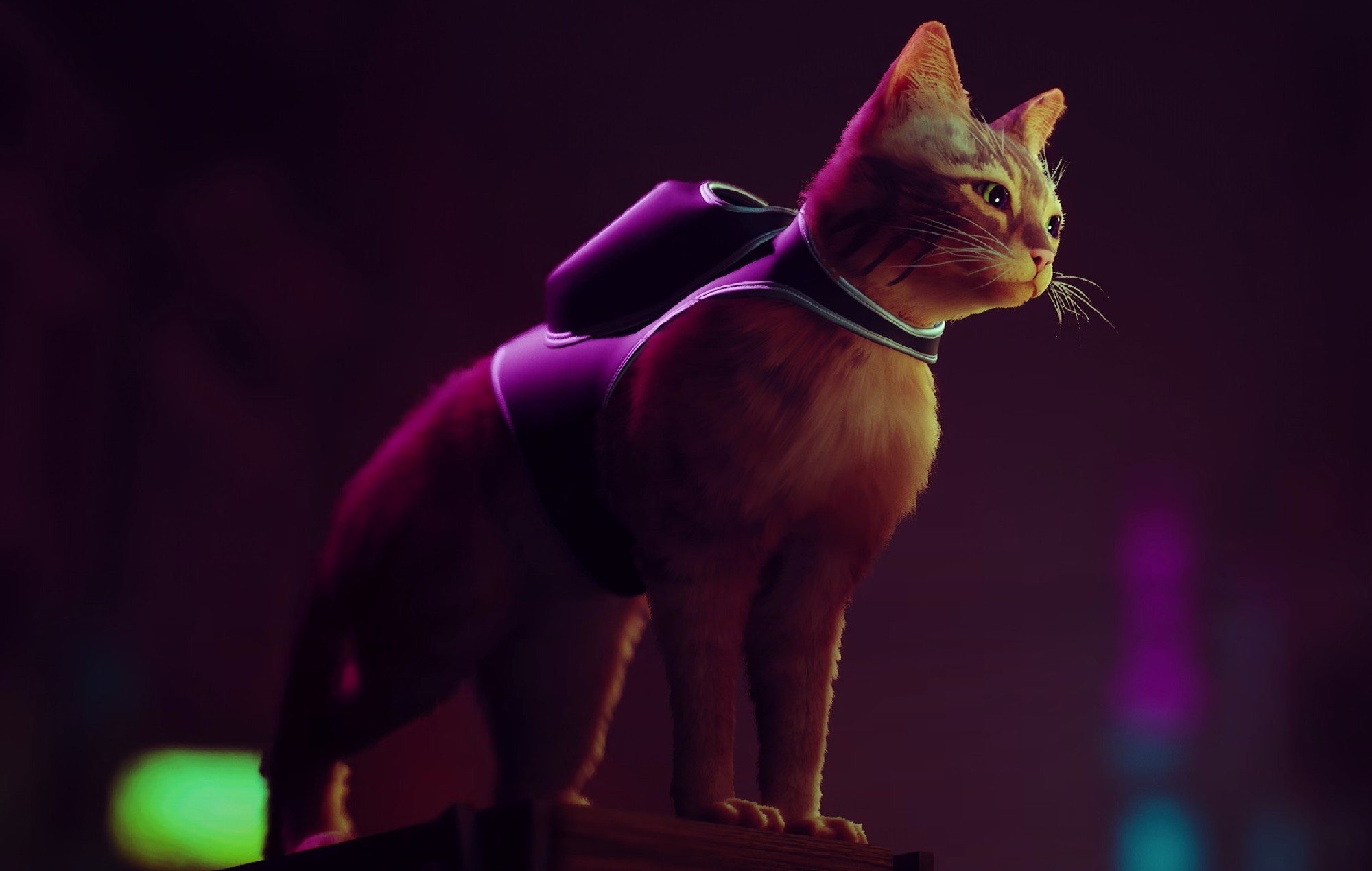 Nhà phát triển tựa game gây sốt Stray hé lộ nguồn cảm hứng cho chú mèo nhân vật chính